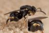 Brachymeria sp.